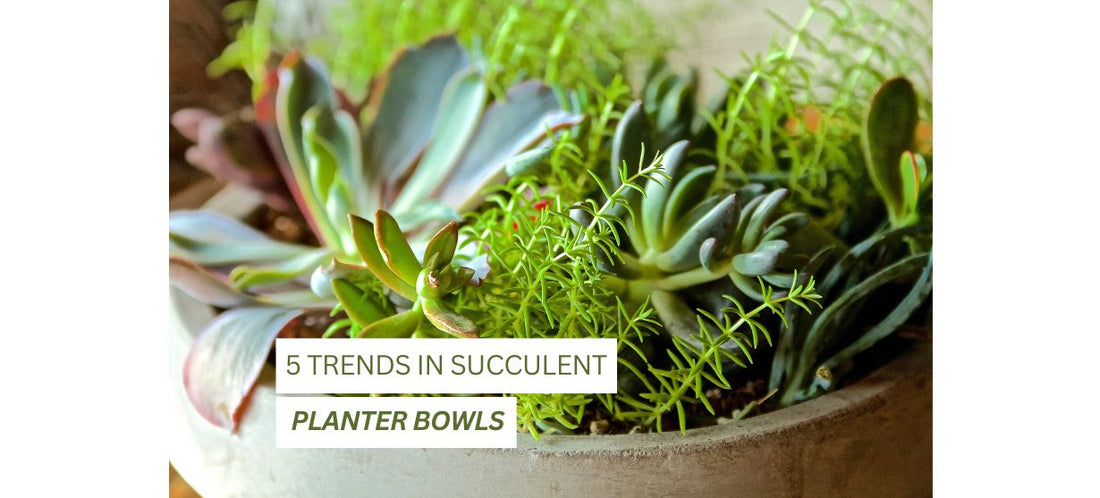 Succulent Planter Bowls