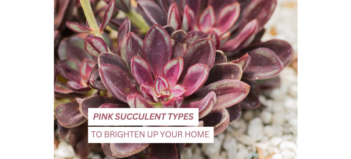 5 Pink Succulent Types to Brighten Up Your Home | It'succulentime