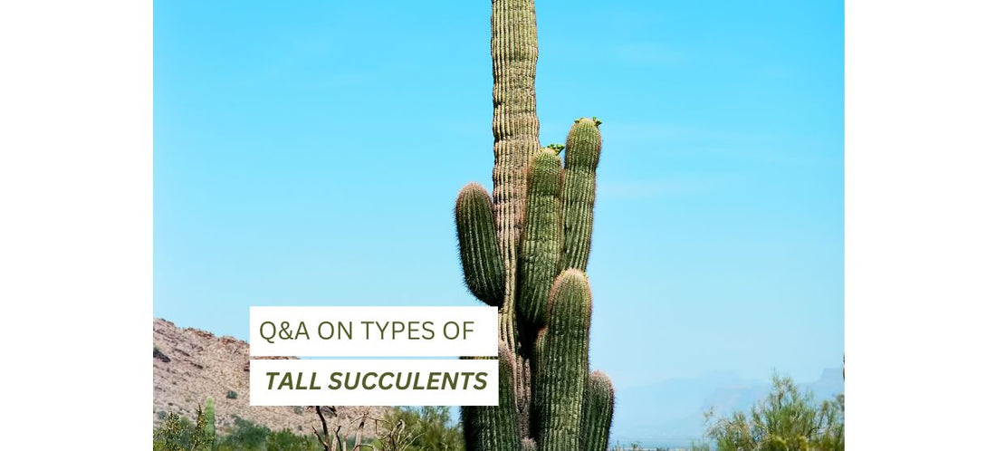  Types of Tall Succulents