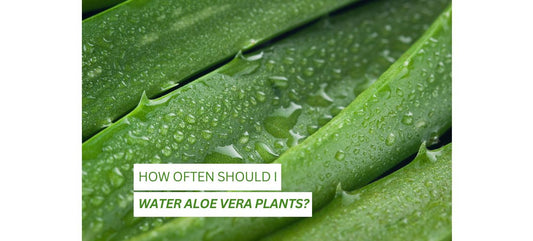 How often to water aloe vera plants?