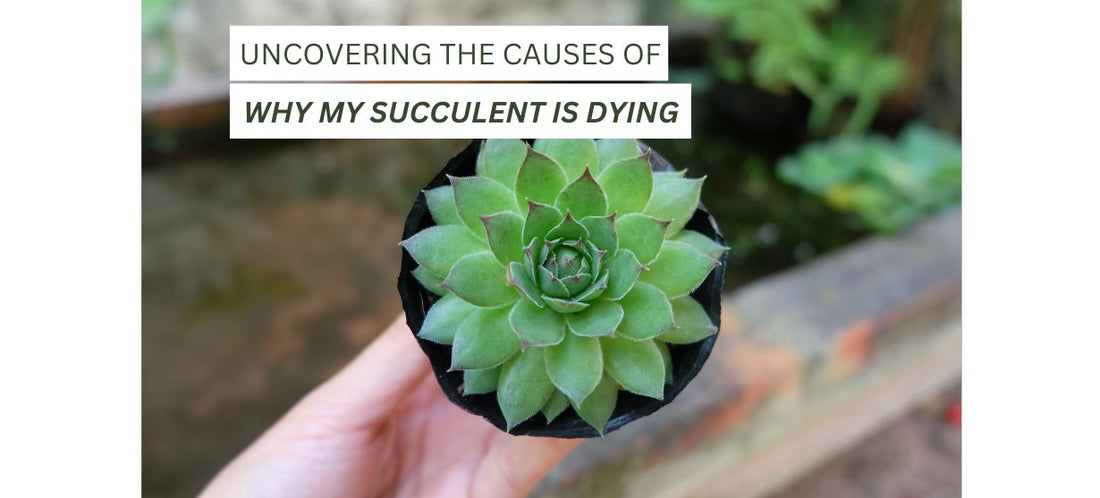 Uncovering the Causes of why my Succulent is Dying