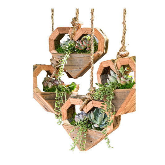 Heart Hanging Succulents Plants