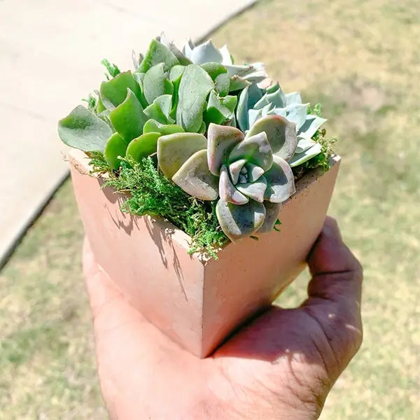 Square Cement Planter with Succulents