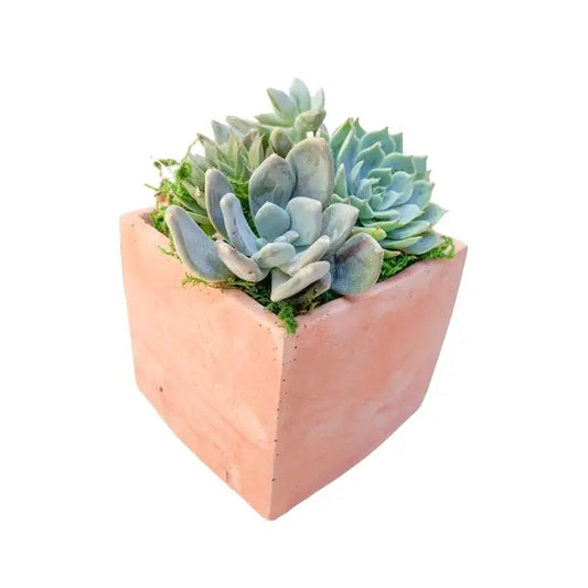 Square Cement Planter with Succulents