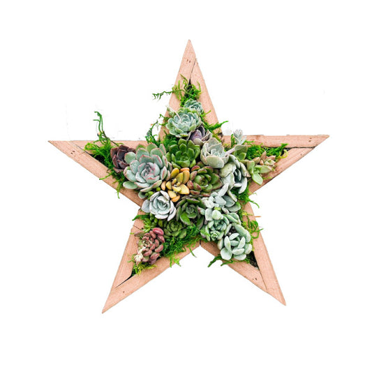 Star Succulent Plant Arrangements