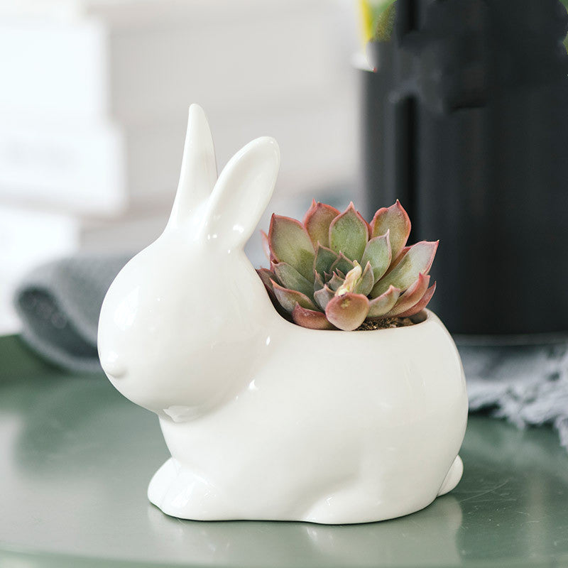 rabbit succulent white pot
