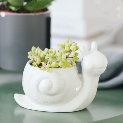 snail succulent white pot