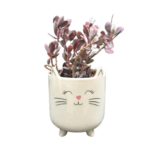 Cute Animal Succulent Pots