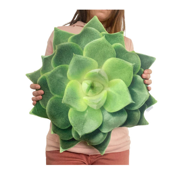 Green Succulent Echeveria Pillow