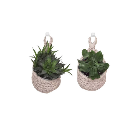 Hanging Basket Succulents