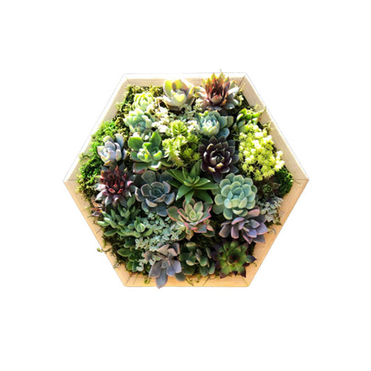 Hexagon Succulent Wall Decor