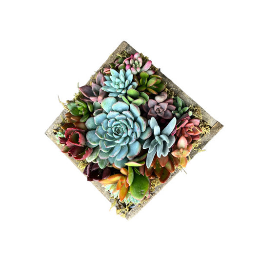Kaleidoscope Succulent Centerpiece Planter