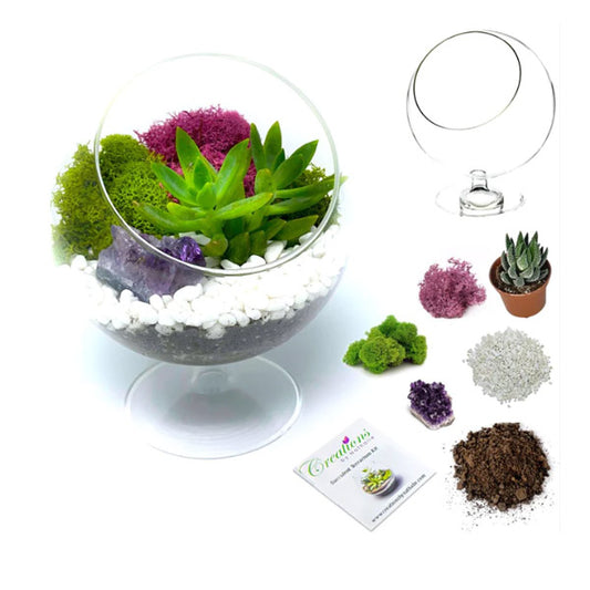 Succulent Terrarium DIY Kit