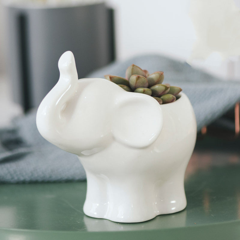elephant succulent white pot