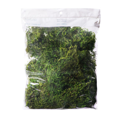 Live Moss for Terrarium