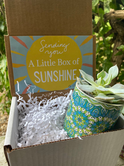 Succulent Planter Box