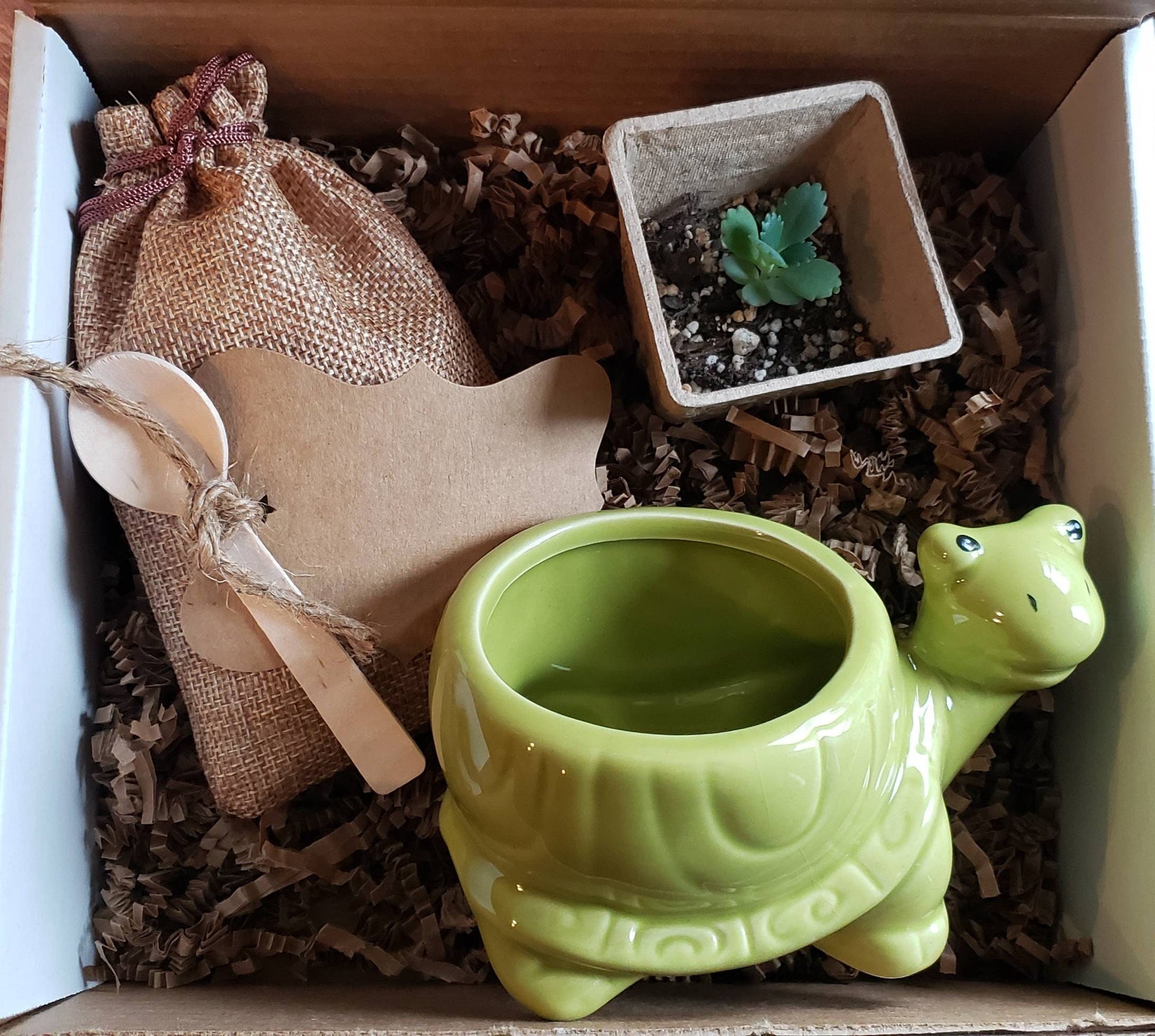 Succulent Kit Gift Box DIY Kids Live Plant Choose Pot : Turtle Raccoon Narwhal Moose Sloth Walrus Polar Bear Penguin Octopus Crab Whale Seal