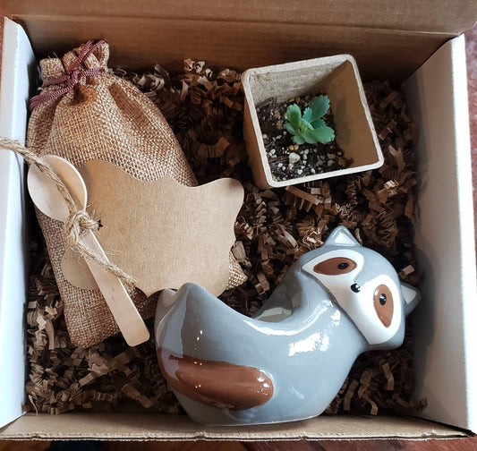 Succulent Kit Gift Box DIY Kids Live Plant Choose Pot : Turtle Raccoon Narwhal Moose Sloth Walrus Polar Bear Penguin Octopus Crab Whale Seal