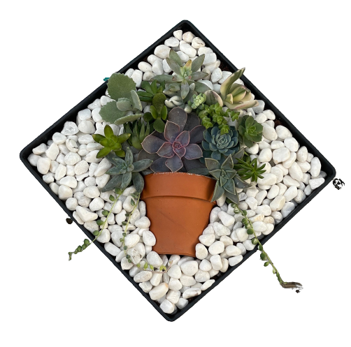 DIY Succulent Arrangement Kit